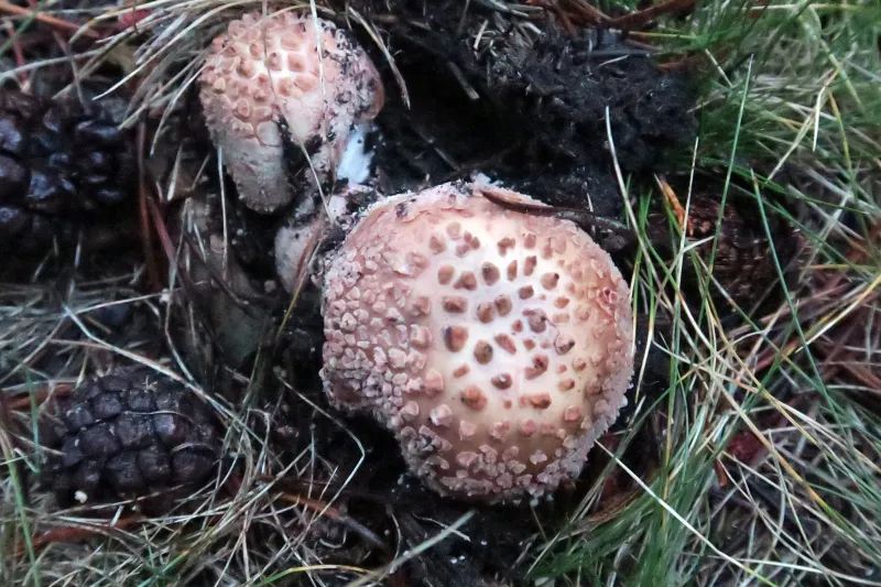 Amanita rubescens 1 - sombrero